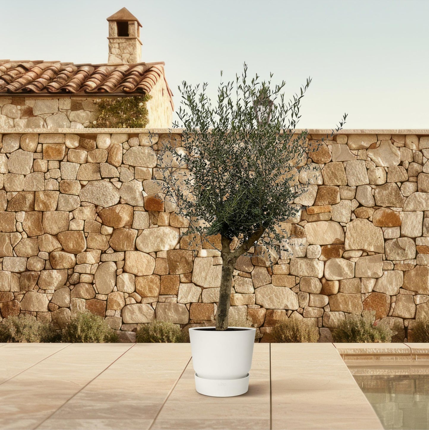 Olea Lorc – Eleganter Olivenbaum 200 cm Ø45 cm