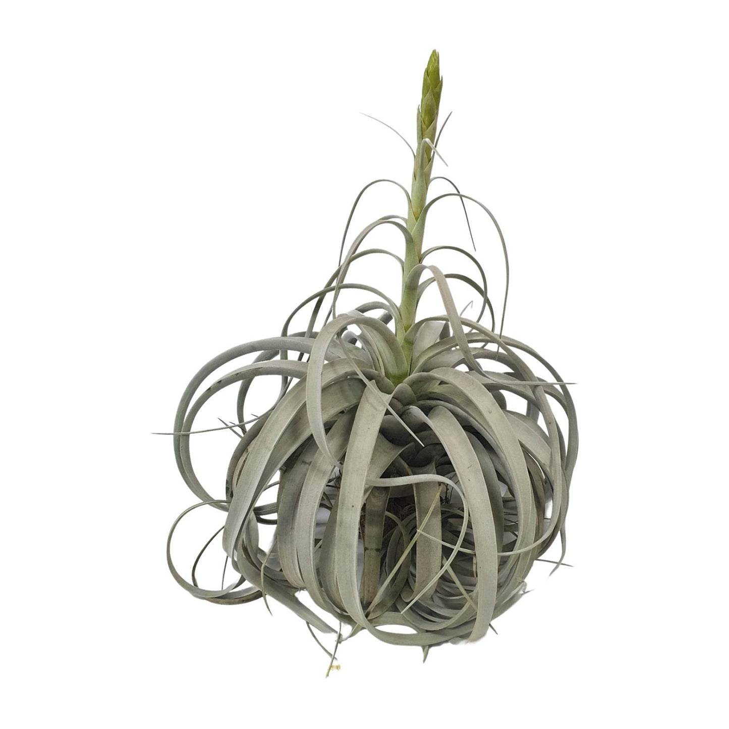 Tillandsia Xerographica – Pflegeleichte Luftpflanze Ø35cm