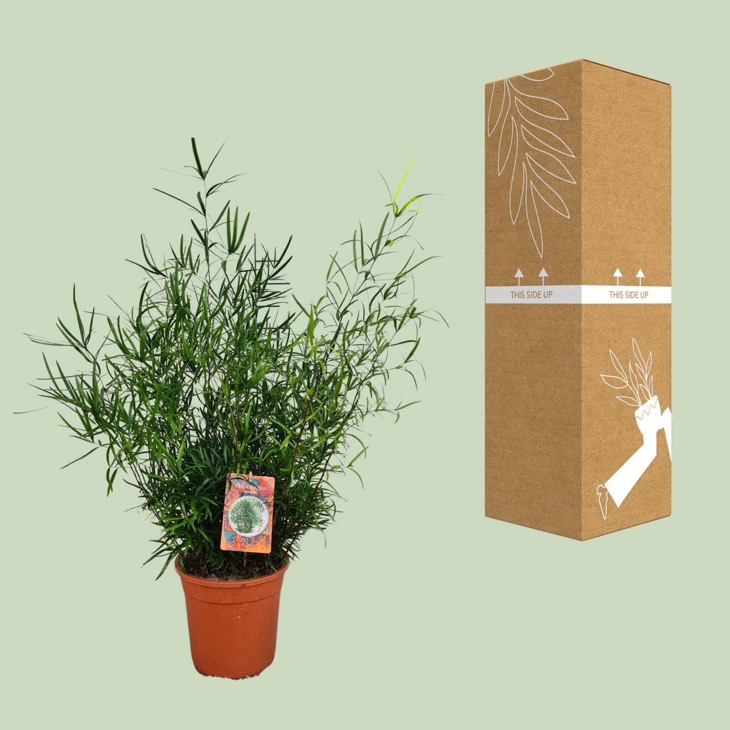 Spargelfarn Falcatus – Pflegeleichte Zimmerpflanze Ø21cm