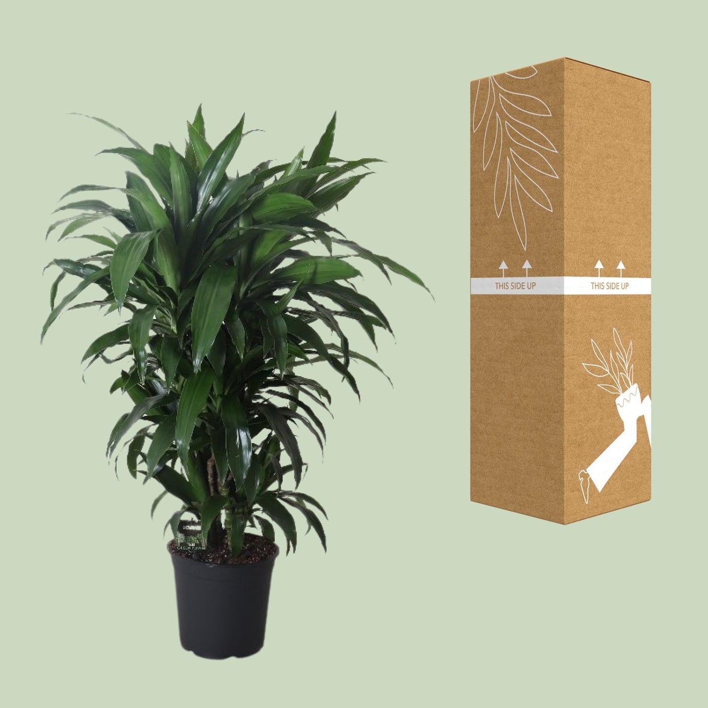 Dracaena Janet Craig – Pflegeleichter Drachenbaum Ø27cm, 120cm hoch