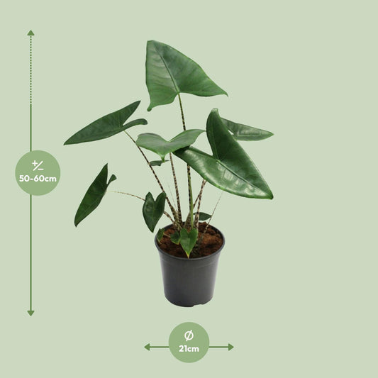 Alocasia Zebrina – Trendige Zebrapflanze Ø21cm, ca. 80cm hoch