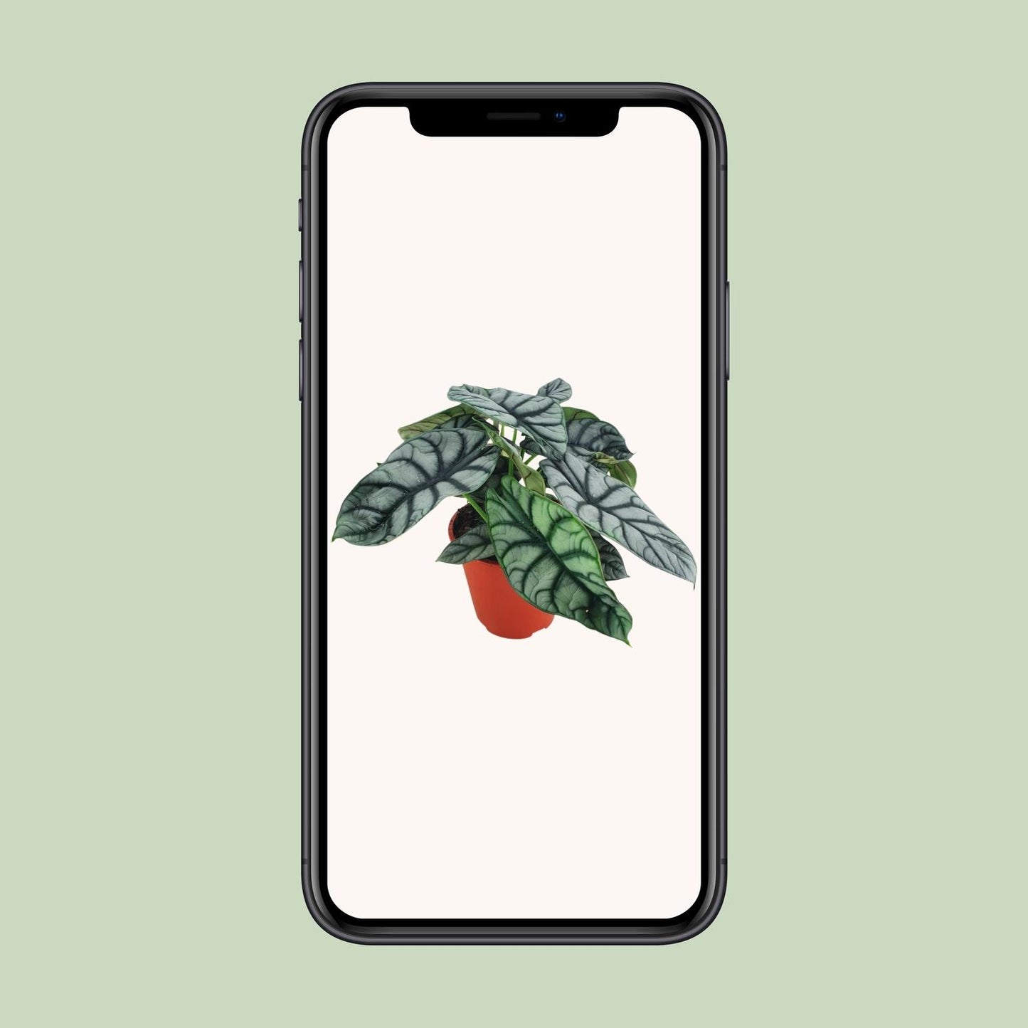 Alocasia Silver Dragon – Exotische Zimmerpflanze Ø19cm