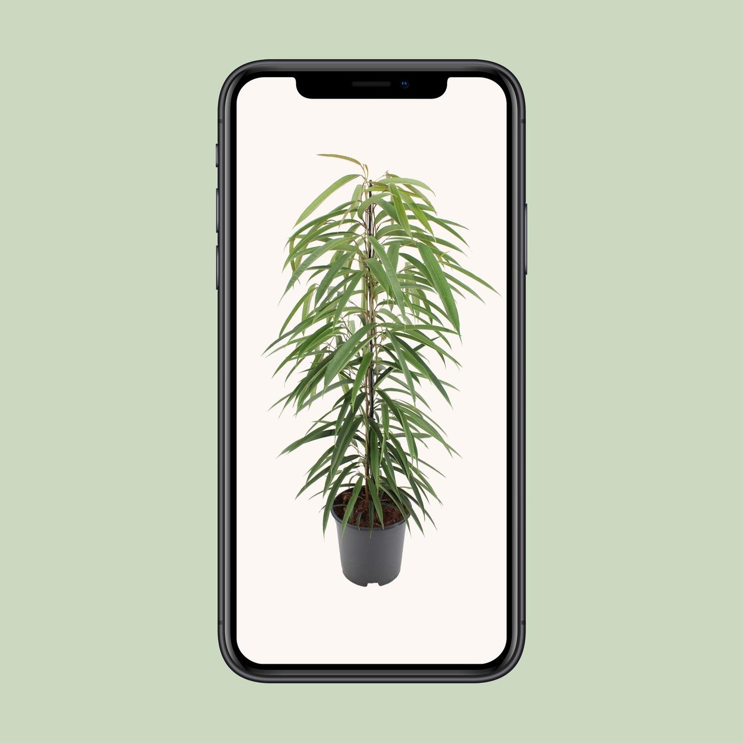 Ficus Binnendijkii Alii – Pflegeleichte luftreinigende Zimmerpflanze Ø21cm