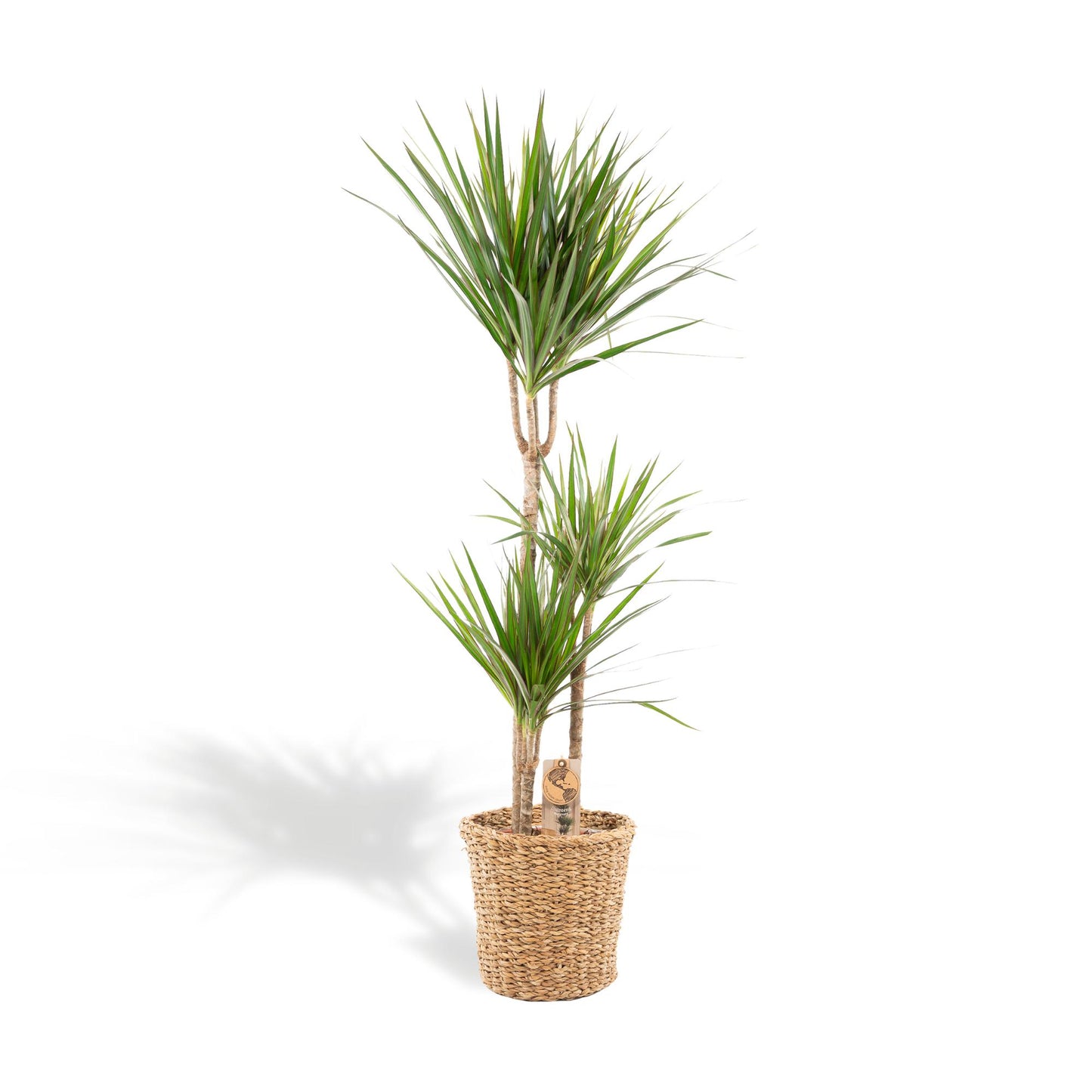 Dracaena Marginata – Pflegeleichter Drachenbaum mit Korb, 120 cm