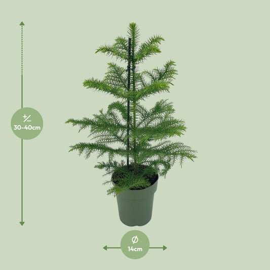 Araucaria heterophylla – pflegeleichter Schlangenbaum Ø14cm