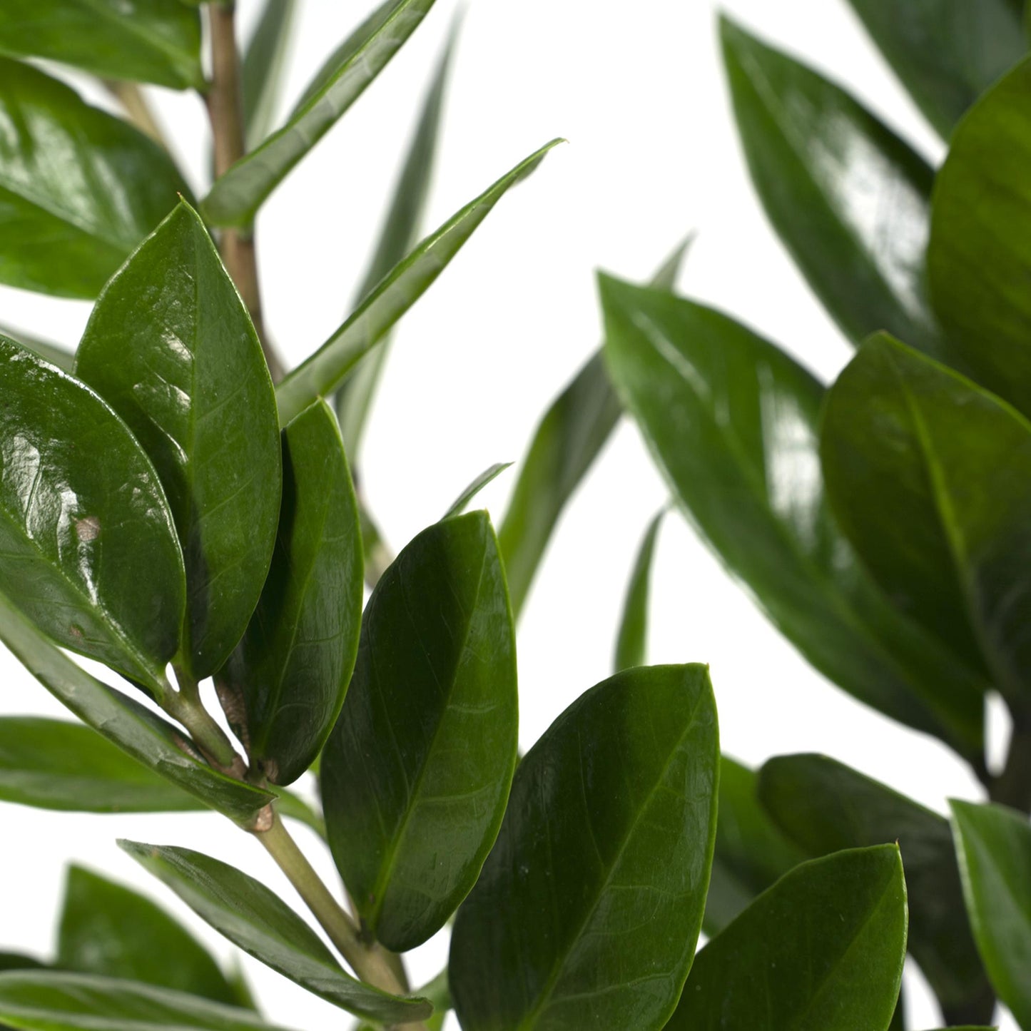 Zamioculcas Zamiifolia – Pflegeleichte grüne Zimmerpflanze Ø17cm