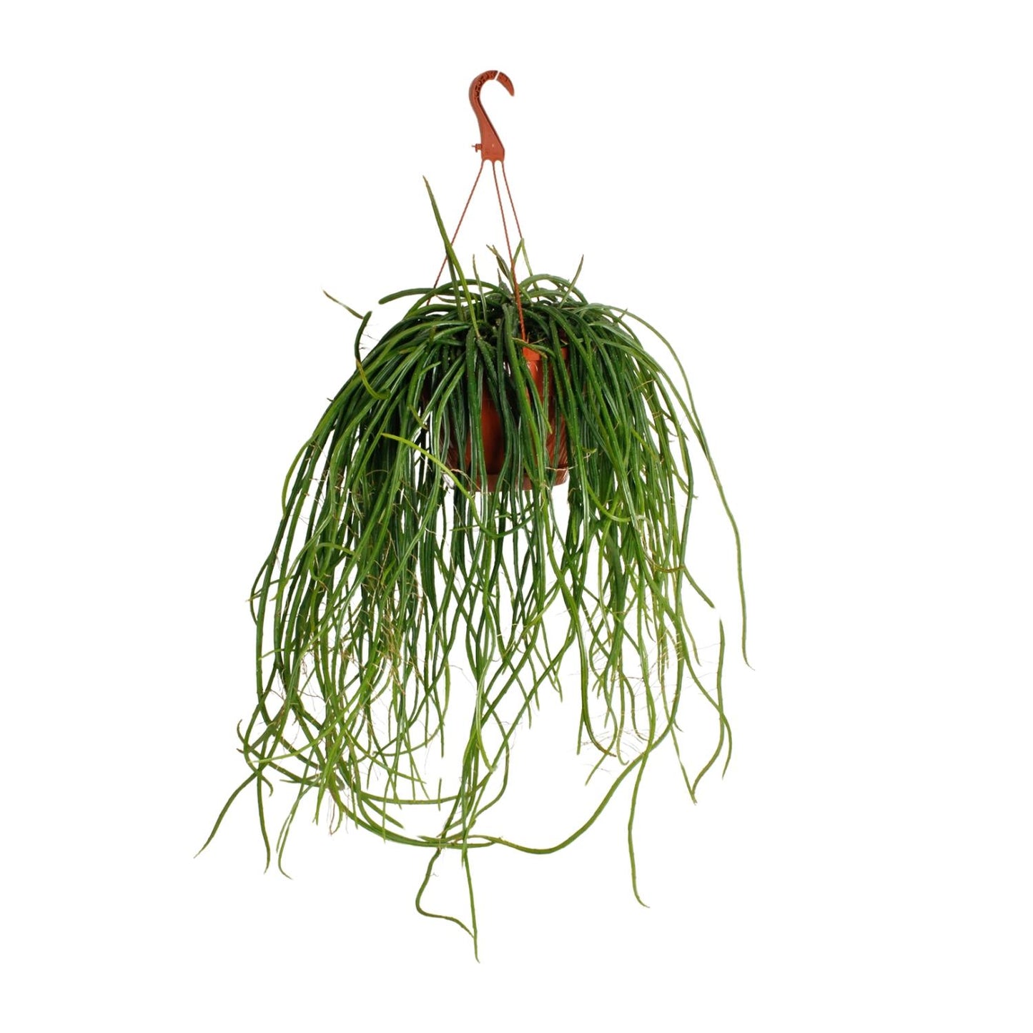 Selenisereus Wercklei – Pflegeleichter Kaktus Ø21cm