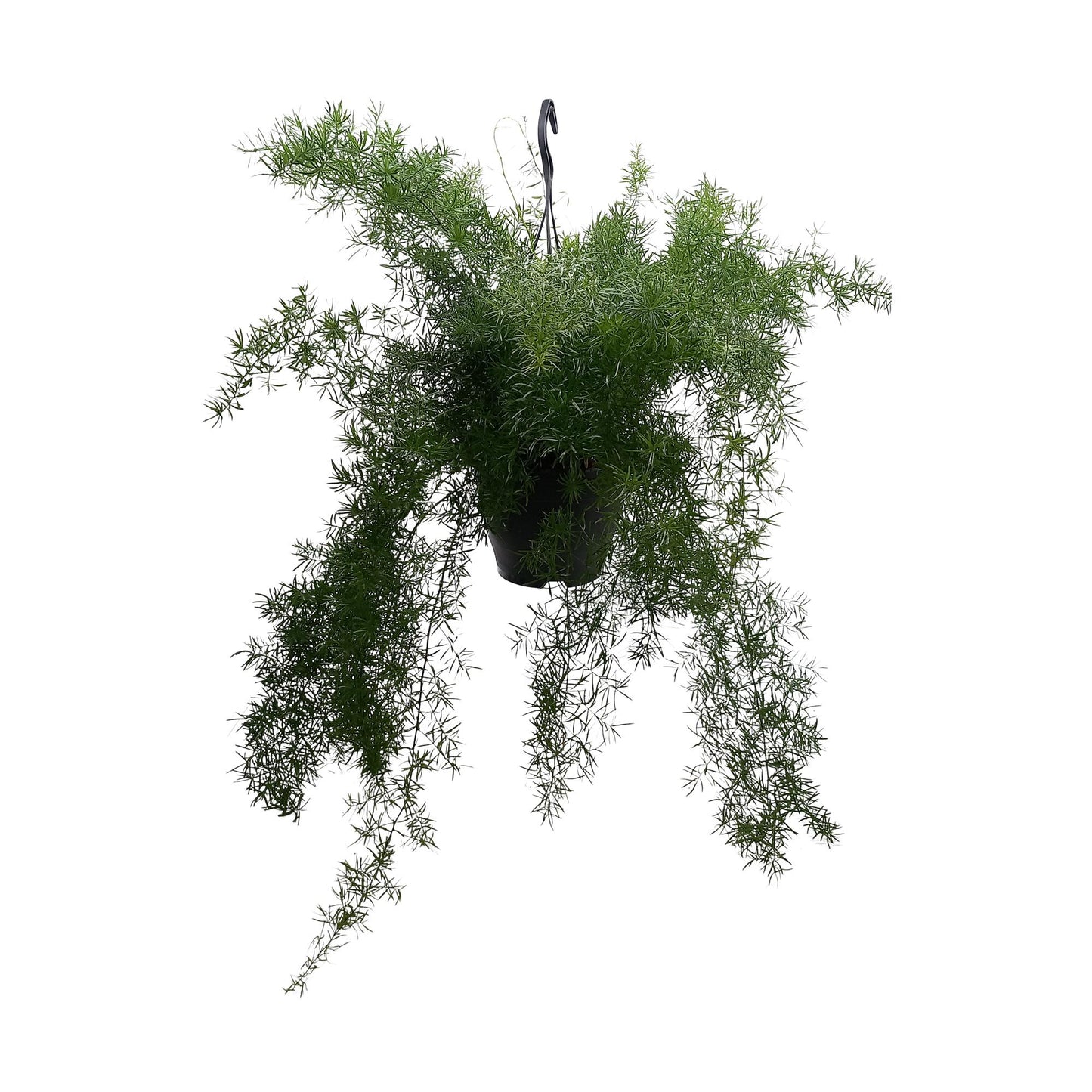 Asparagus Densiflorus 'Sprengeri' – Pflegeleichte Zimmerpflanze Ø19cm