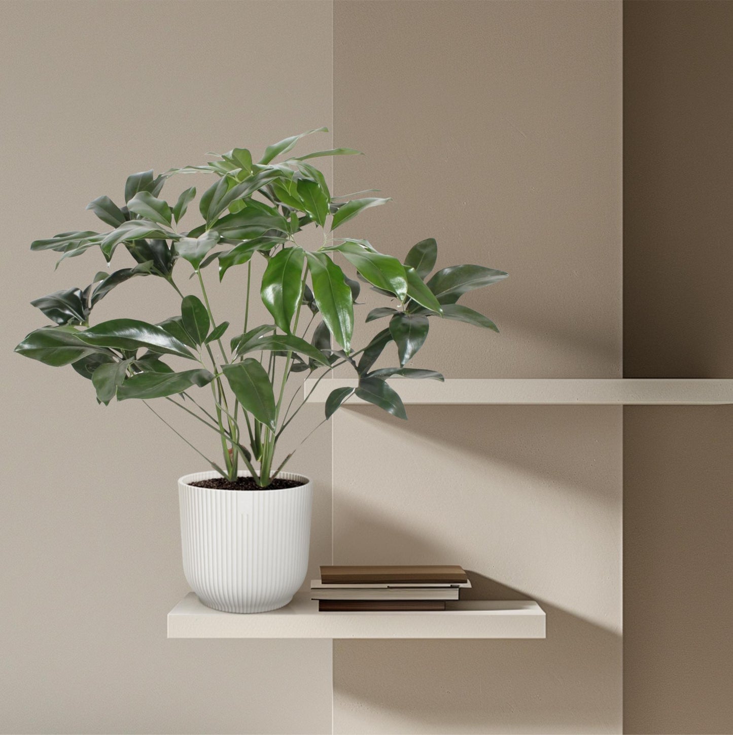 Philodendron Green Wonder – 120 cm, pflegeleicht & robust