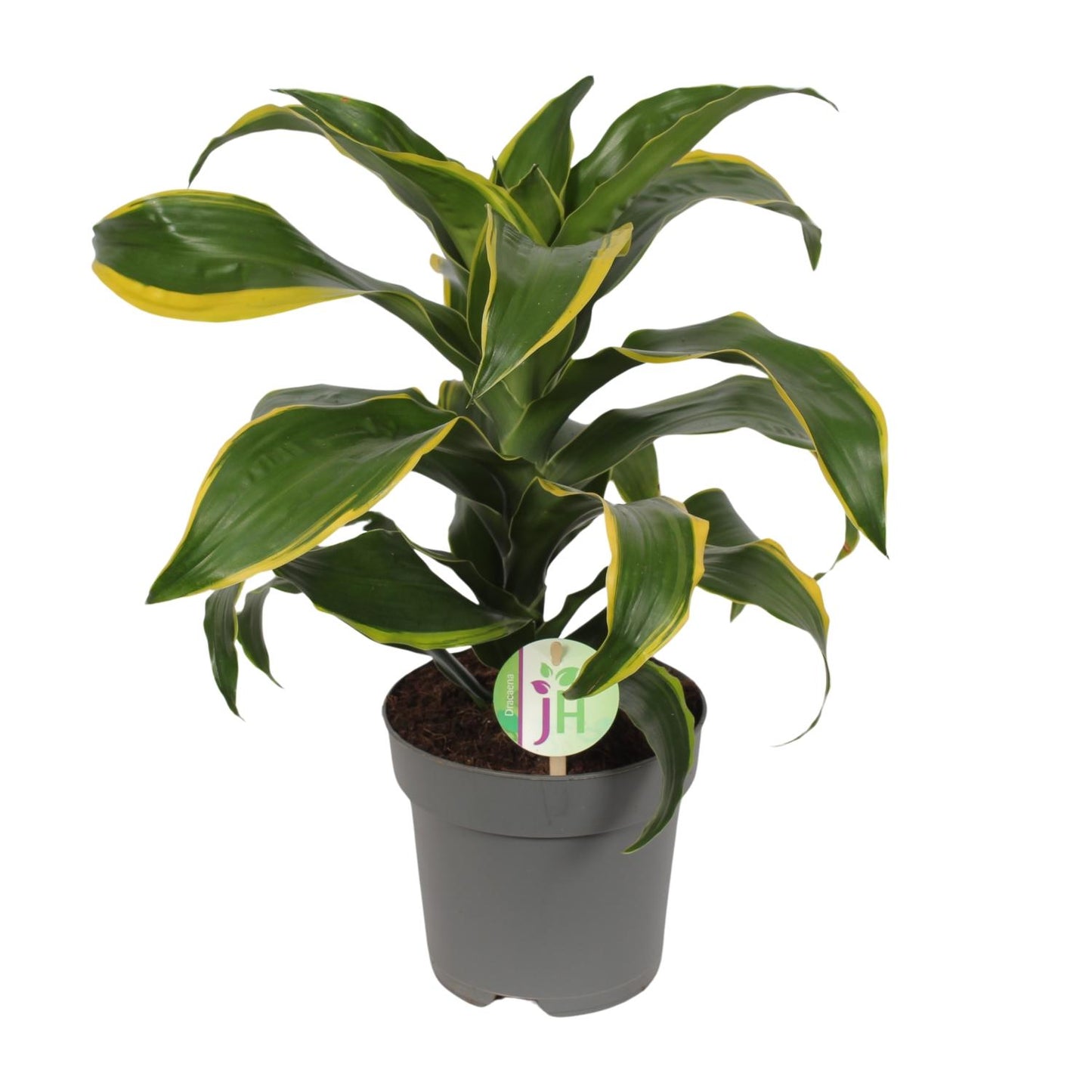 Dracaena Fragrans Grün-Gelb – Pflegeleichte Zimmerpflanze Ø17cm