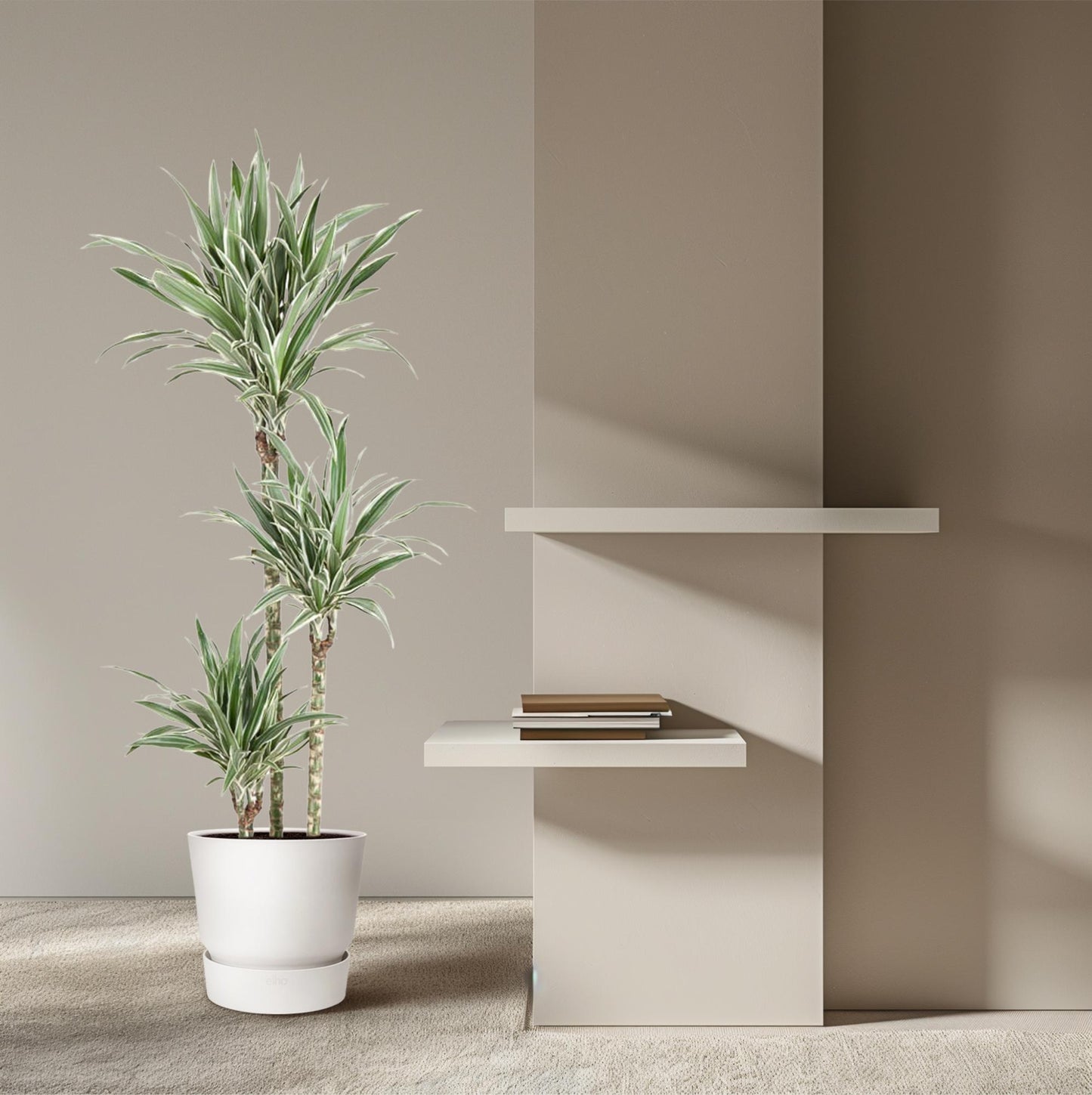Dracaena White Stripe – 150 cm pflegeleichte Zimmerpflanze