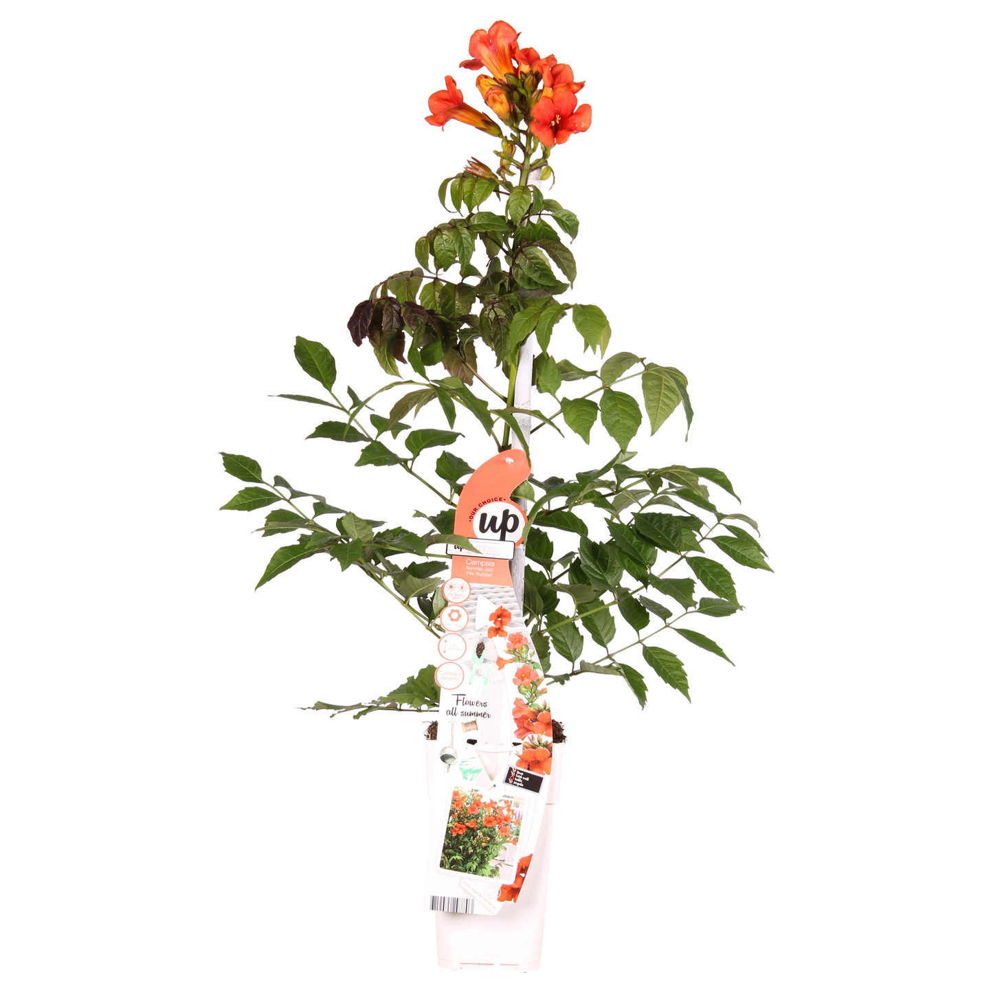 Trompetenblume Summer Jazz Fire – Kletterpflanze Ø19cm, 70cm hoch