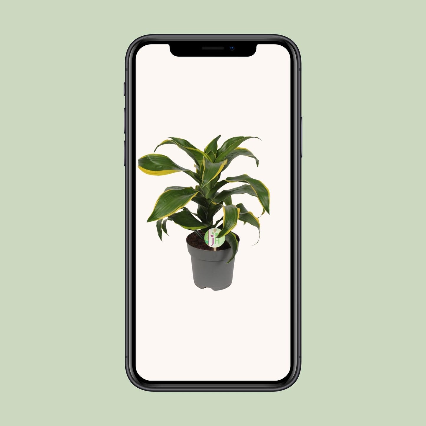 Dracaena Fragrans Grün-Gelb – Pflegeleichte Zimmerpflanze Ø17cm