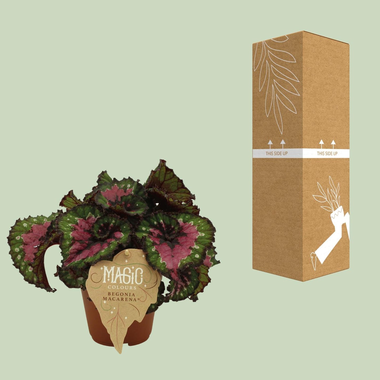 Begonia Rex Macarena – Farbintensive Zimmerpflanze Ø12 cm