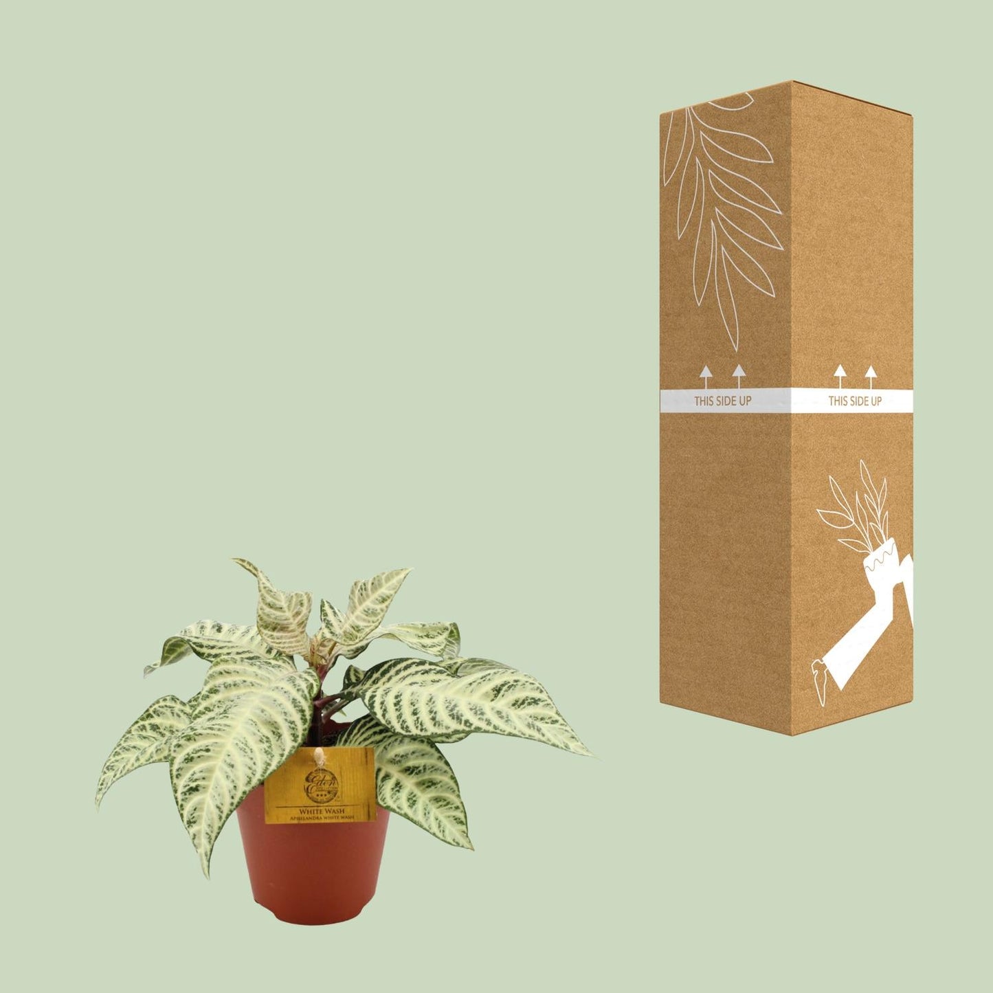 Aphelandra White Wash – Zebra Pflanze Ø25cm