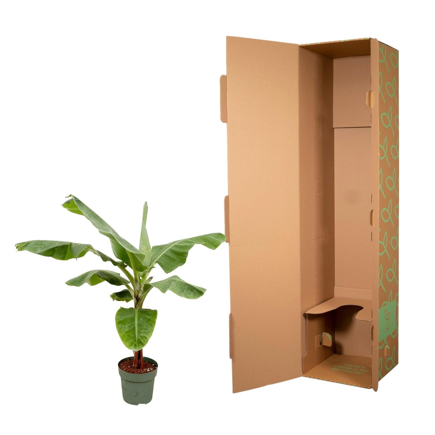 Bananenpflanze (Musa) – 170 cm, Ø 30 cm, pflegeleicht & robust