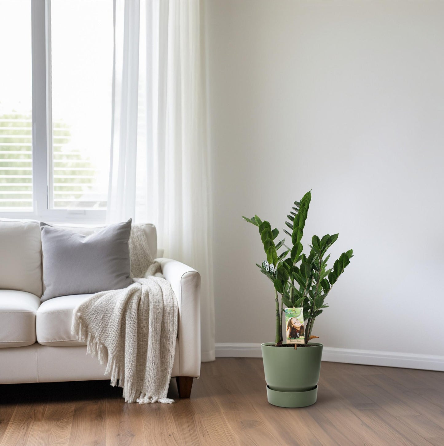 Zamioculcas (ZZ-Pflanze) – Pflegeleichte Zimmerpflanze Ø17 cm