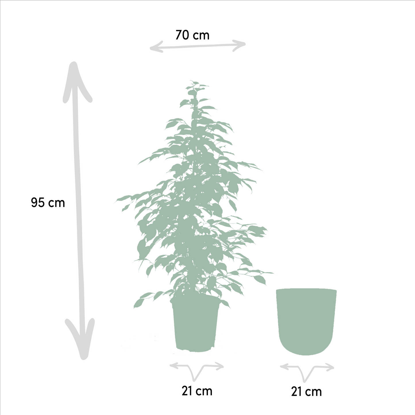 Ficus benjamina Goldenking – Pflegeleichte Zimmerpflanze Ø21cm