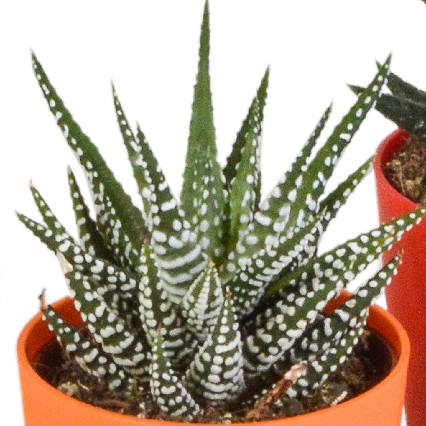Gasteria & Haworthia Sukkulenten-Mix, 5er Set