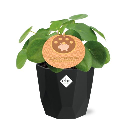 Aluminiumanlage (Pilea cadierei) 14cm Topf schwarz