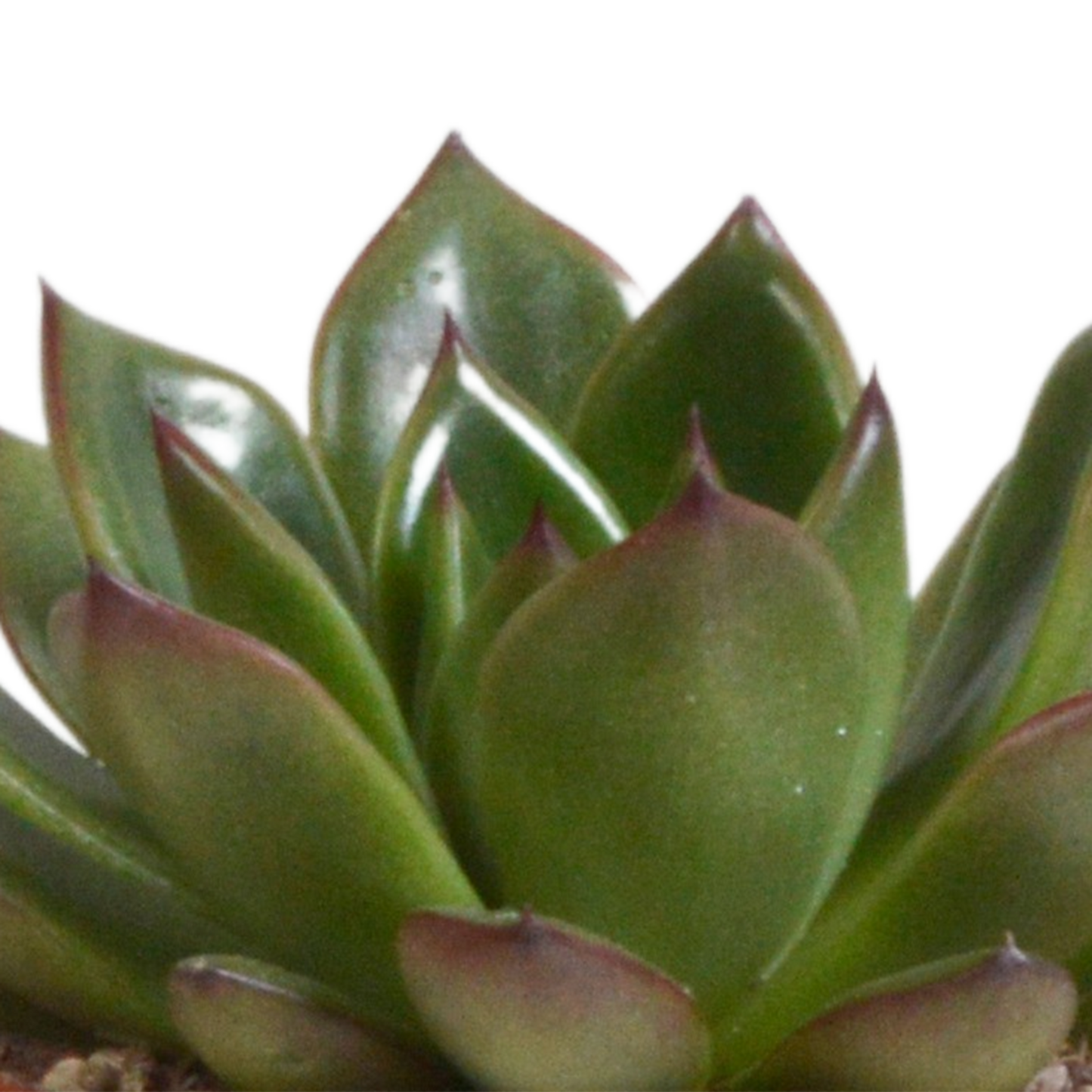 Echeveria-Mischung 3er Set im Terrakotta-Topf 8,5 cm