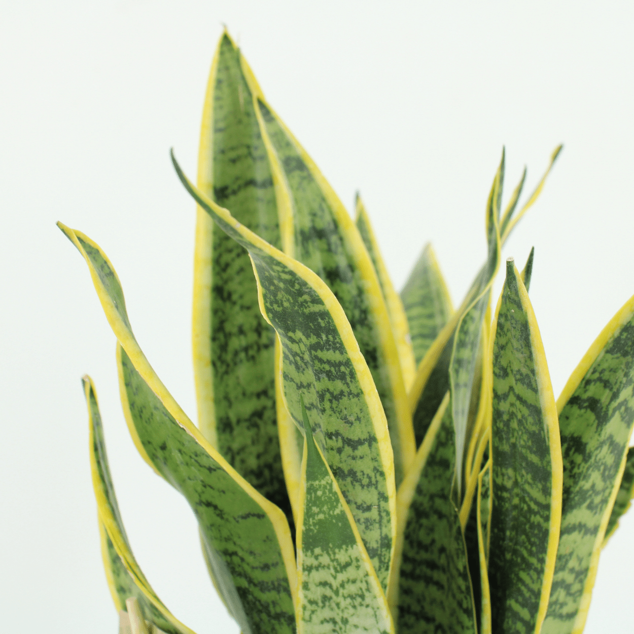 2x Sansevieria Laurentii – Pflegeleichte Frauenzunge 40 cm
