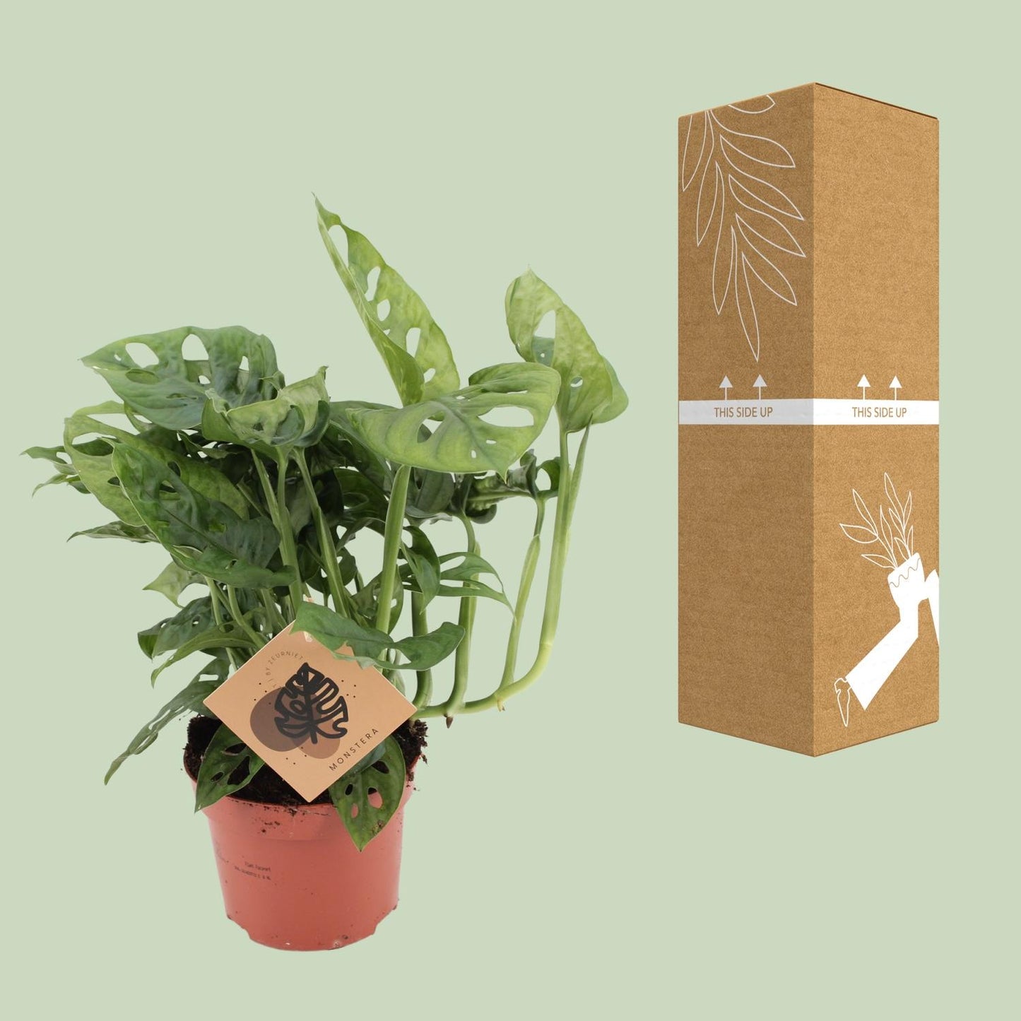 Monstera Monkey Leaf – Pflegeleichte Tropische Zimmerpflanze Ø12cm
