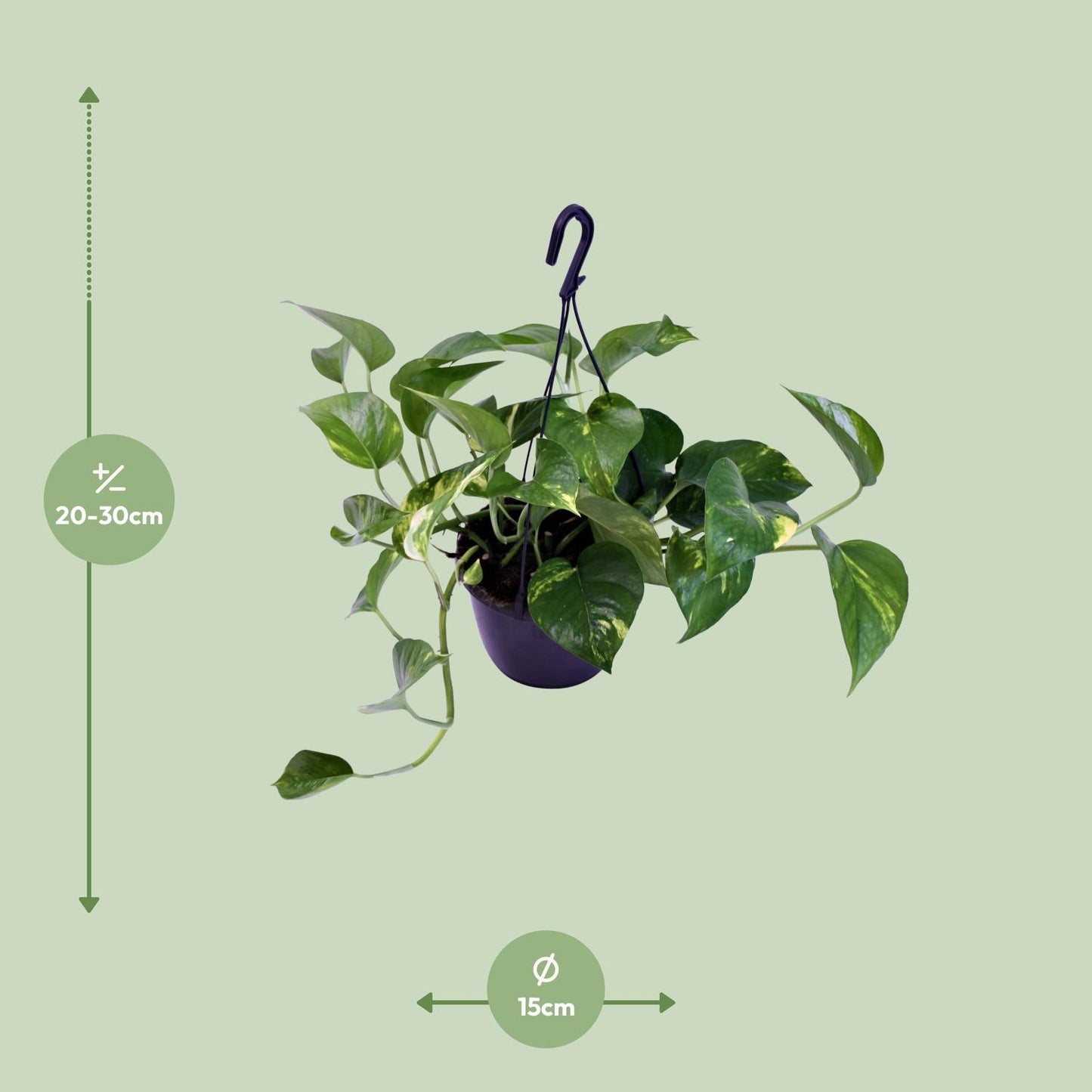 Scindapsus Pictus Trebie – Pflegeleichte Zimmerpflanze Ø15cm
