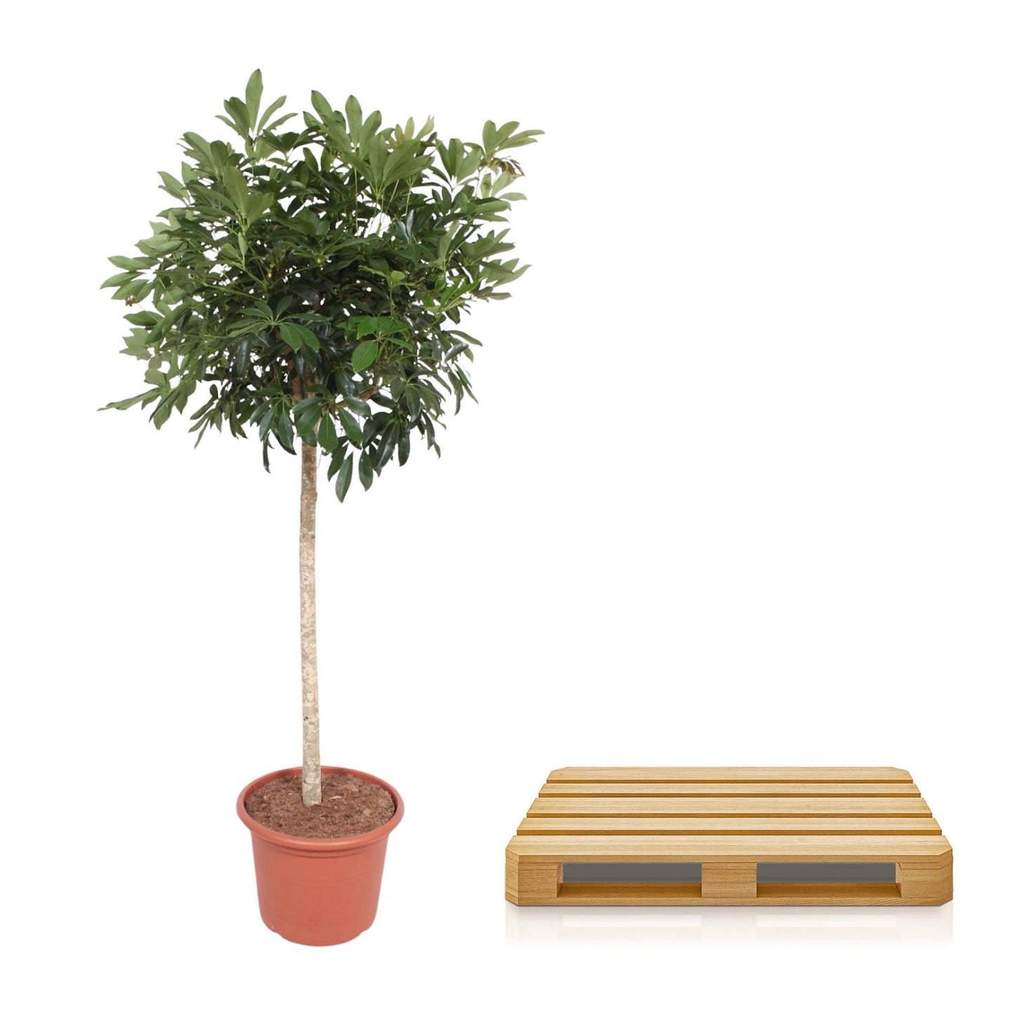 Schefflera Arboricola Compacta – Pflegeleichte Strahlenaralie 190 cm