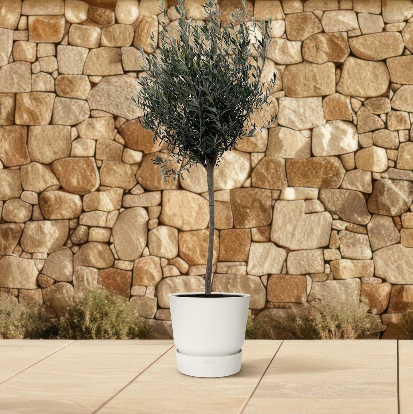 Olea Europaea op Stamm – 160 cm, Ø 24 cm