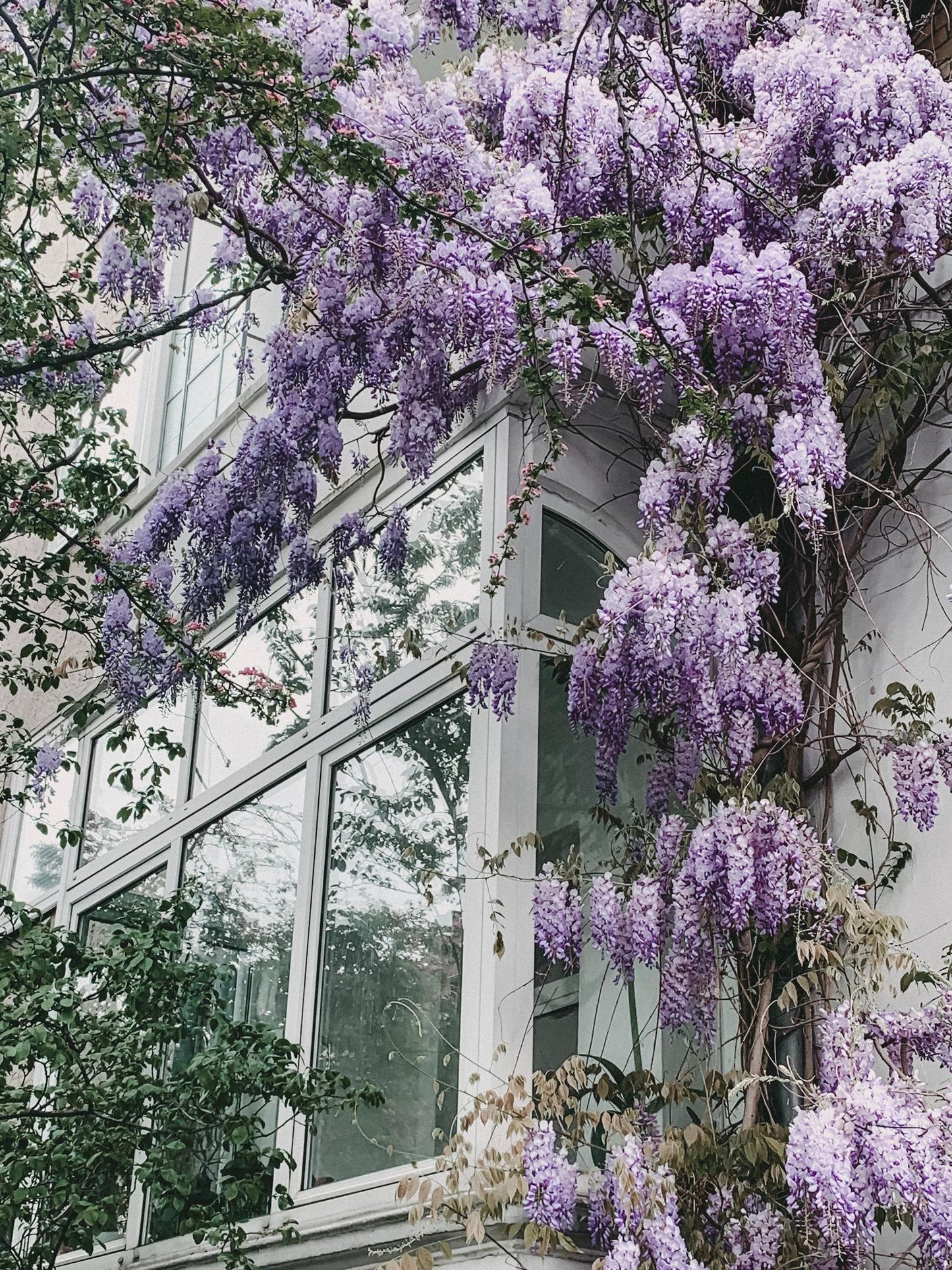 Wisteria floribunda 'Naga Noda' – Purpurner Regen – Ø15cm Topf