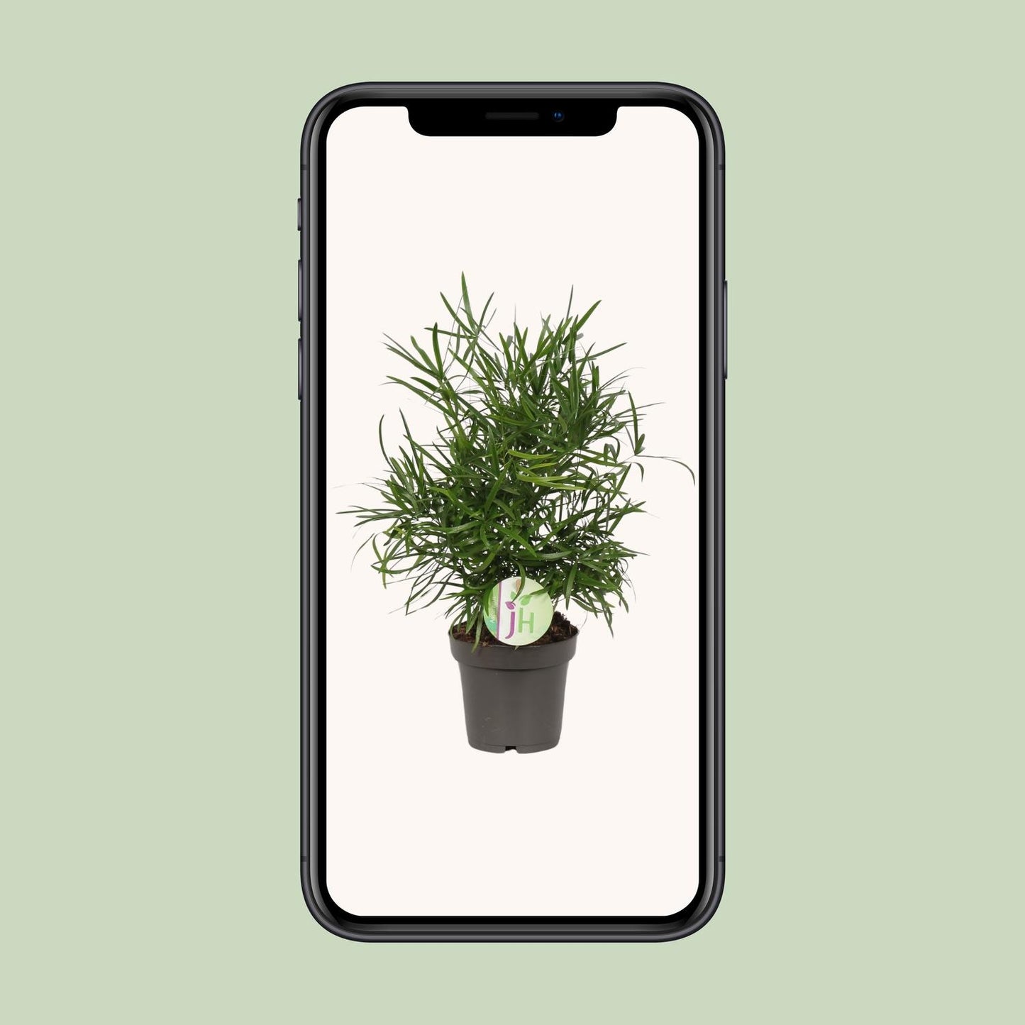 Asparagus Falcatus – pflegeleichte Zimmerpflanze Ø12cm