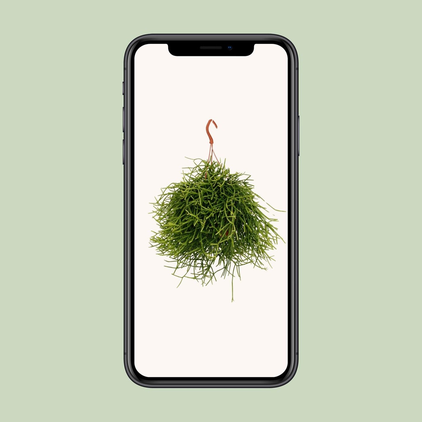 Rhipsalis Heteroclada – Pflegeleichte luftreinigende Zimmerpflanze Ø17cm