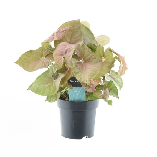 Syngonium Red Heart Feel Green – Pflegeleicht & Trendig