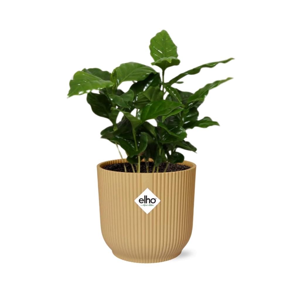 Coffea Arabica Zimmerpflanze im ELHO Vibes Fold Topf Gelb 14cm