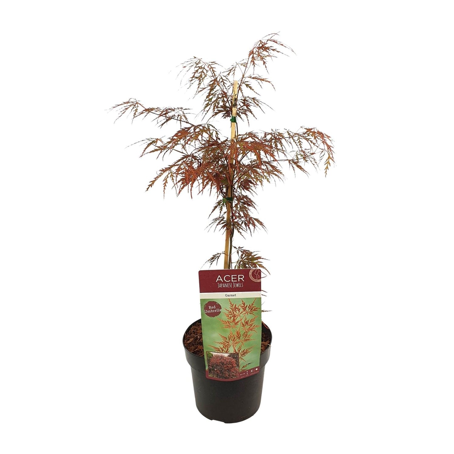 Acer palmatum 'Garnet' – Pflegeleichter Ahorn Ø19cm, ca. 55cm hoch
