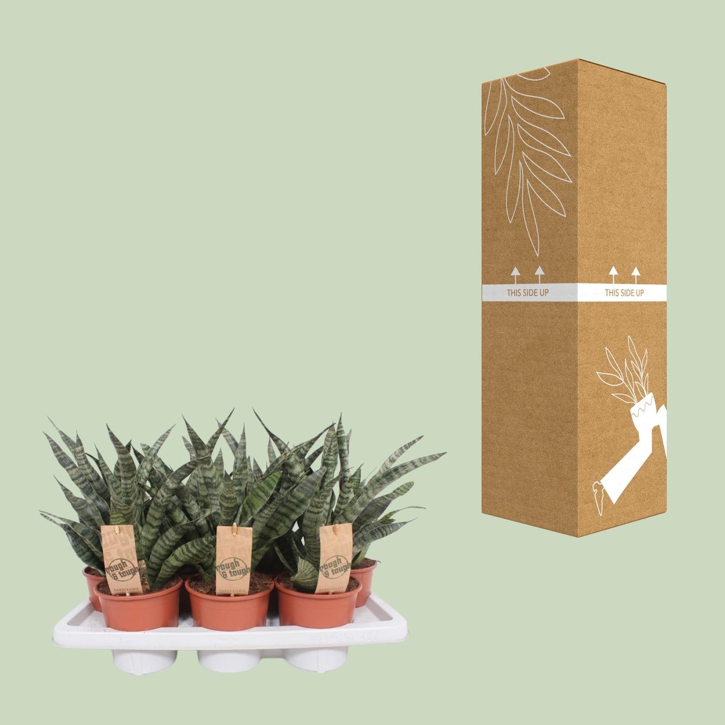 Sansevieria Diamond Green – Pflegeleichte Zimmerpflanze Ø14cm