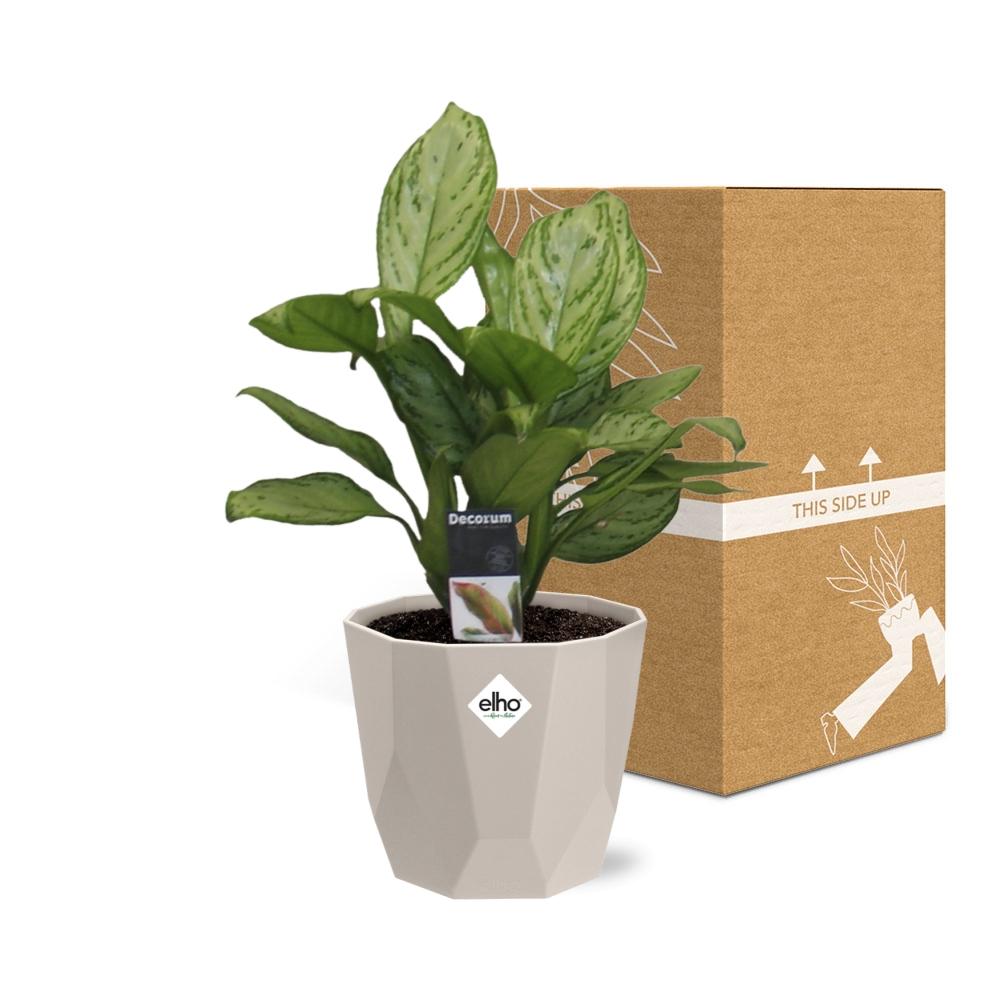 Aglaonema Christina in ELHO b.for rock 14 cm warm grey
