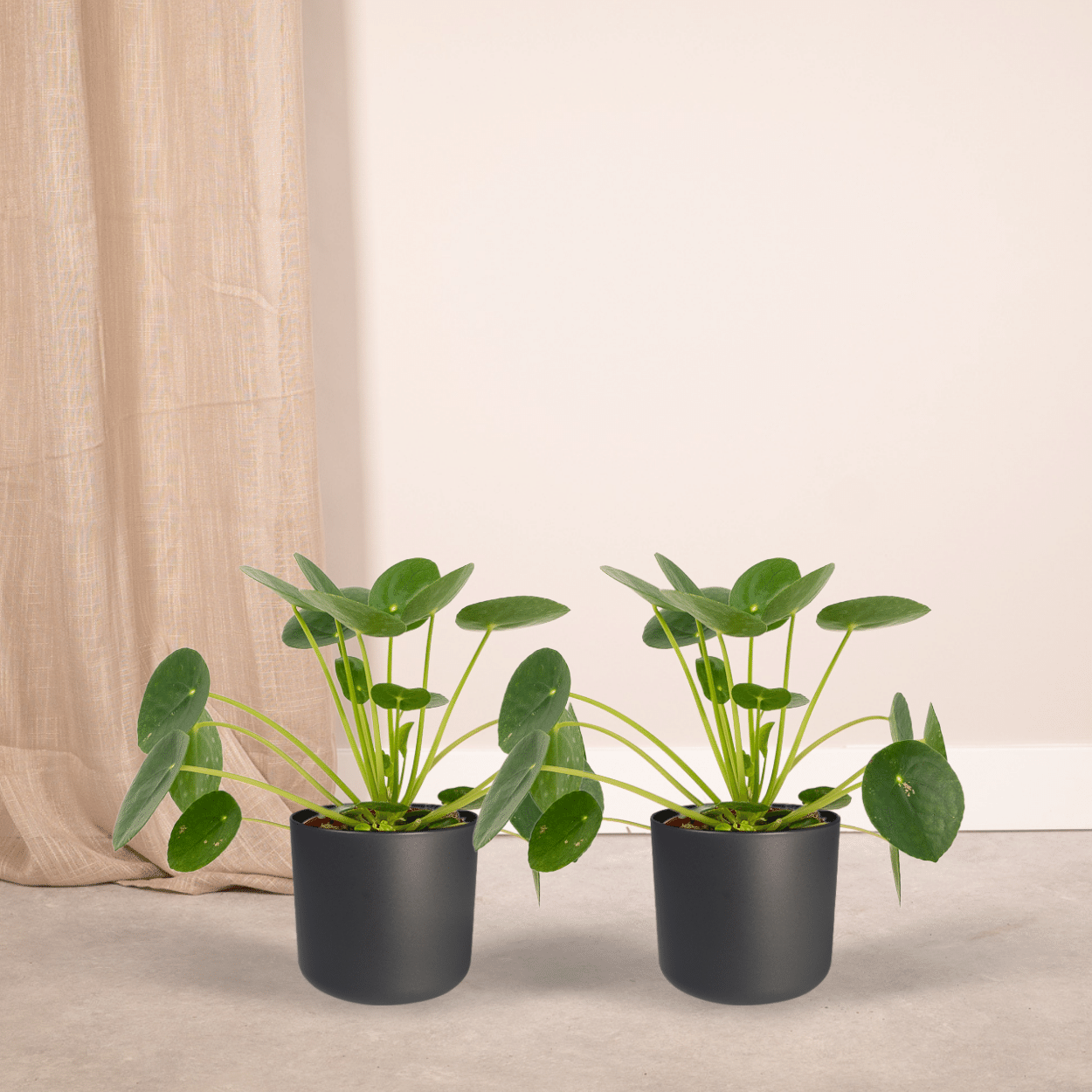 2x Pilea Peperomiodes – Pfannkuchenpflanze, 20 cm, ø12 cm