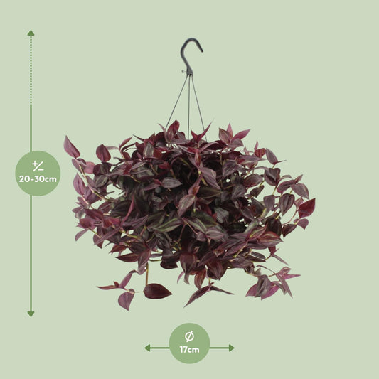 Tradescantia Jewel Red – Pflegeleichte Zimmerpflanze Ø17cm