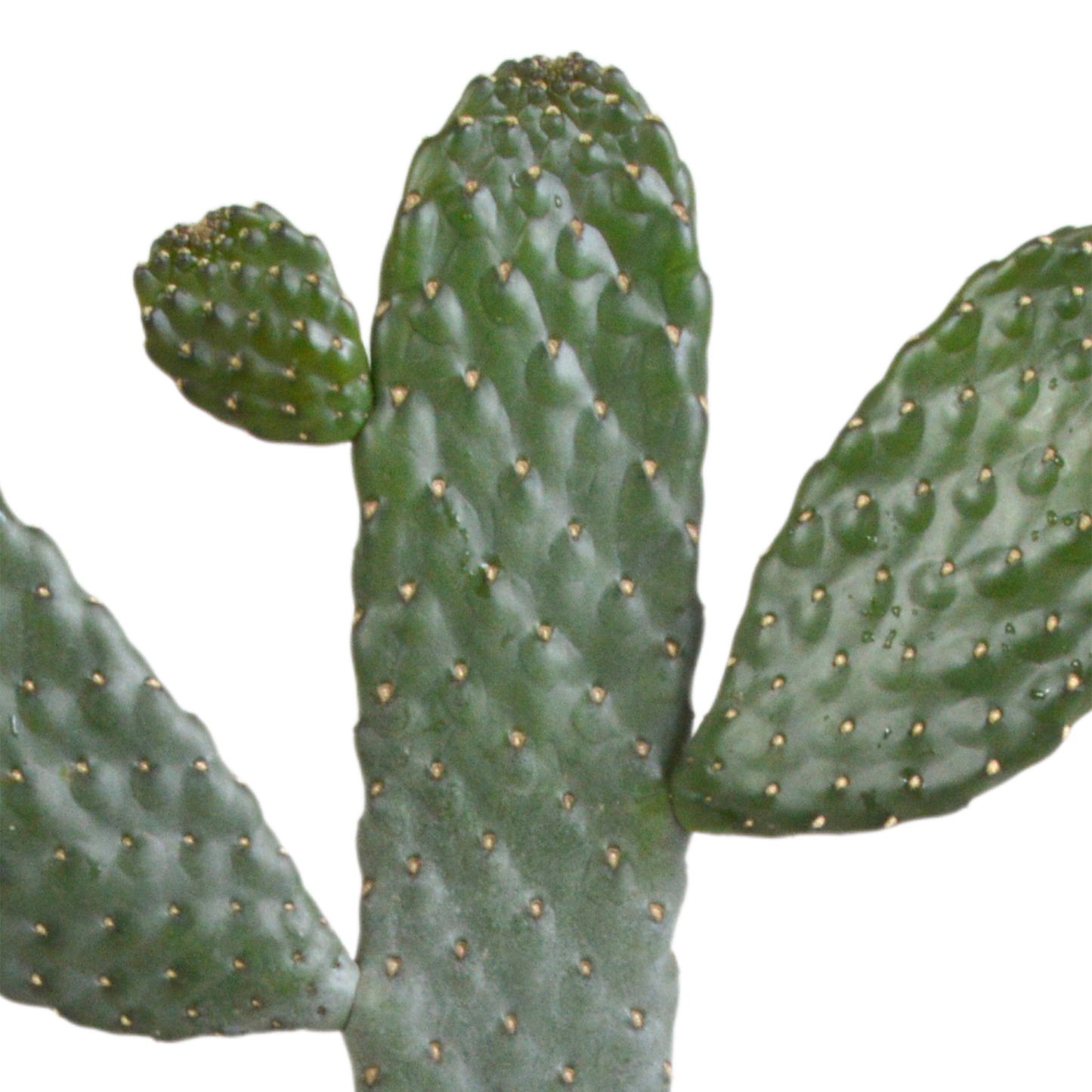 Opuntia consuela – Pflegeleichter Micky Mouse Kaktus 17 cm
