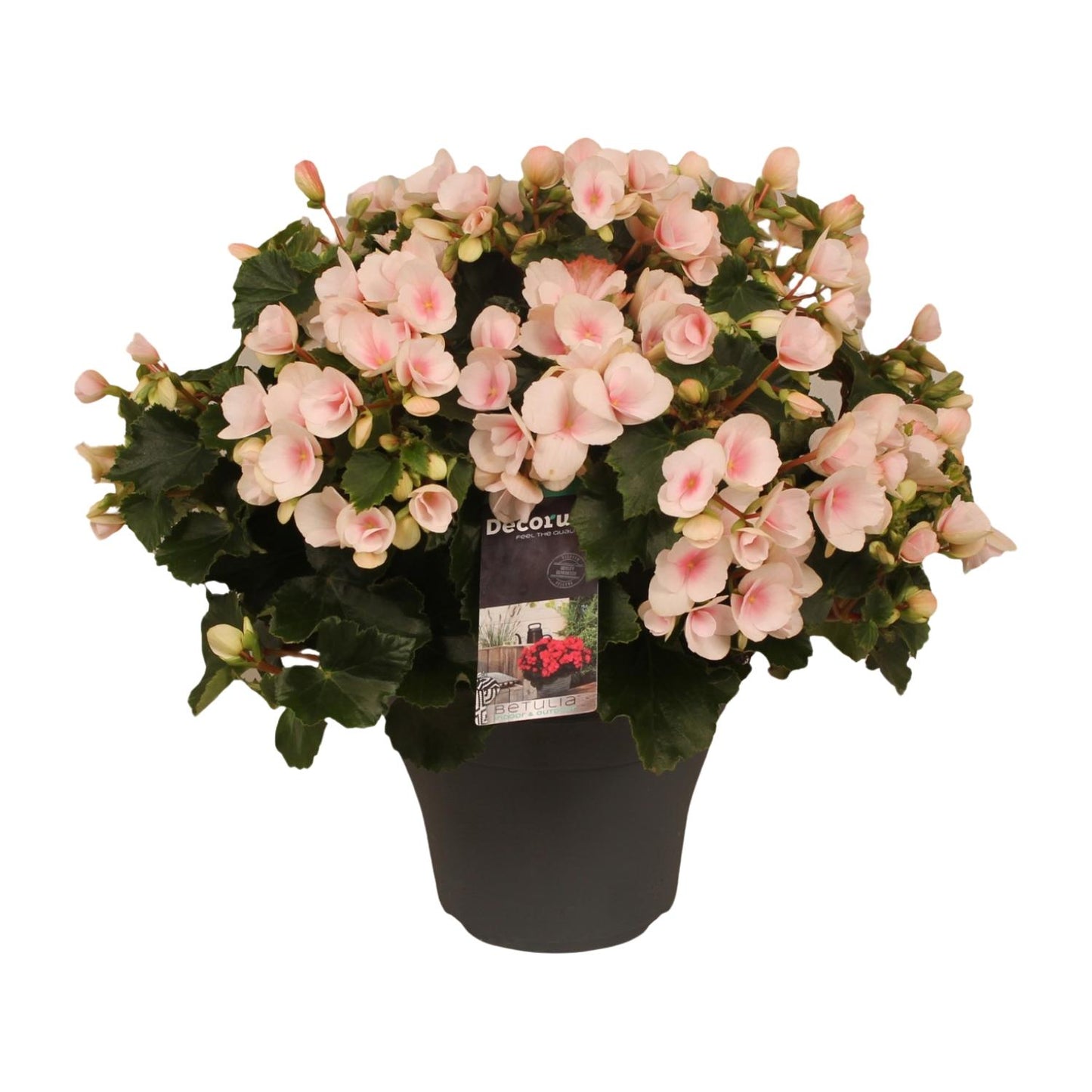 Begonie 'Betulia Light' – Pflegeleichte Outdoor-Begonie 35 cm
