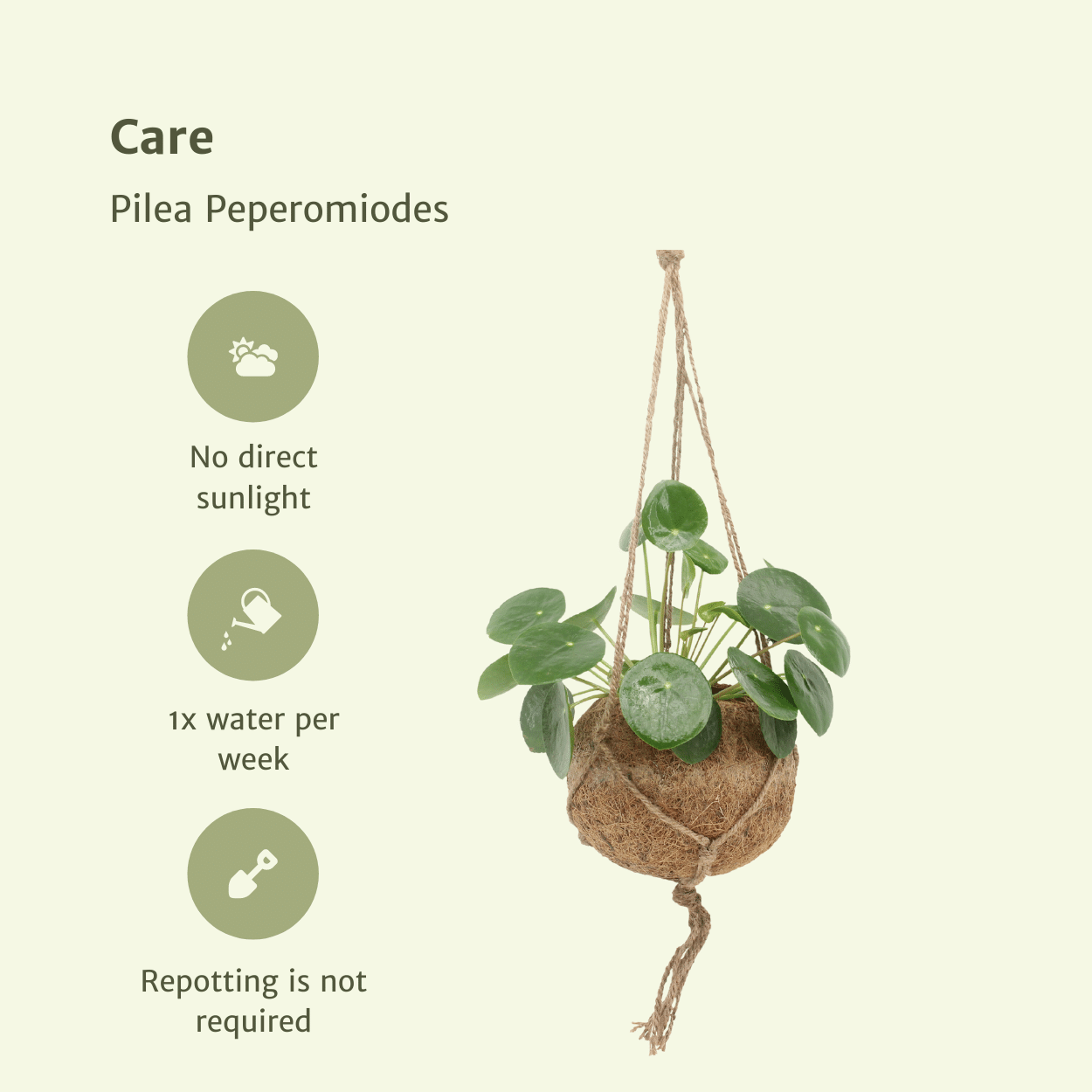2x Kokodama Pilea Peperomiodes – Pfannkuchenpflanze 20cm