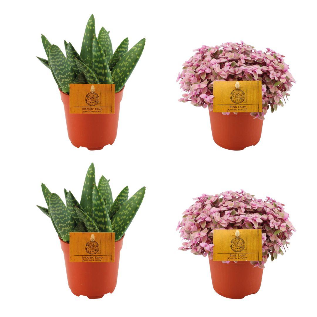 Set aus 2 Aloe Paradisicum & 2 Callisia Rosato – Ø10,5 cm