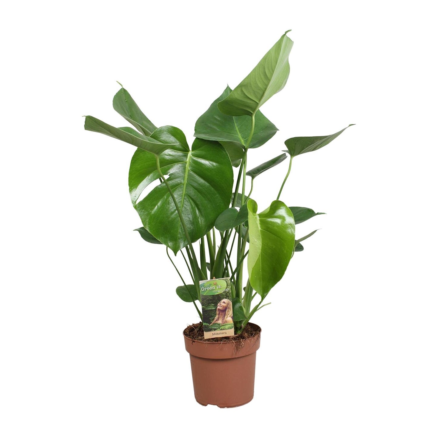 Monstera Fensterblatt – Tropische Zimmerpflanze Ø17cm, 60cm hoch
