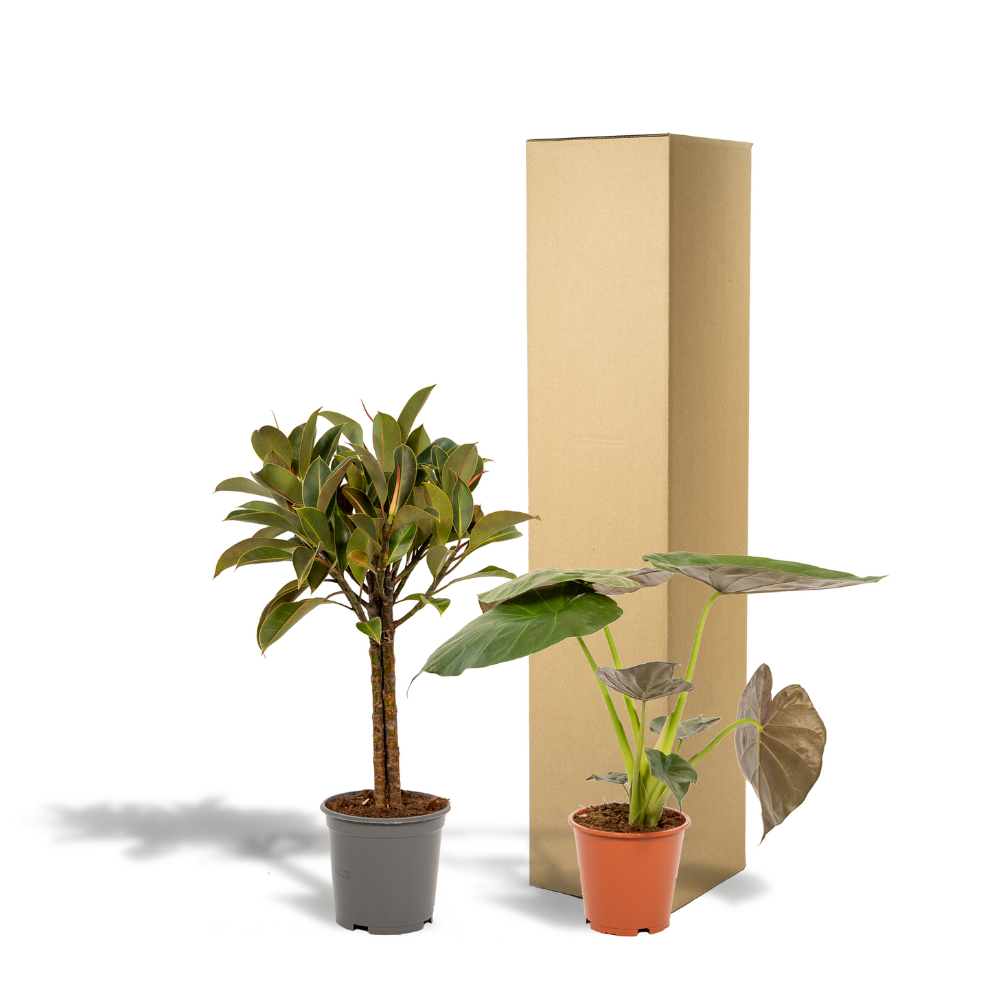 Ficus Elastica Melany & Alocasia Wentii – Tropisches Zimmerpflanzen-Set