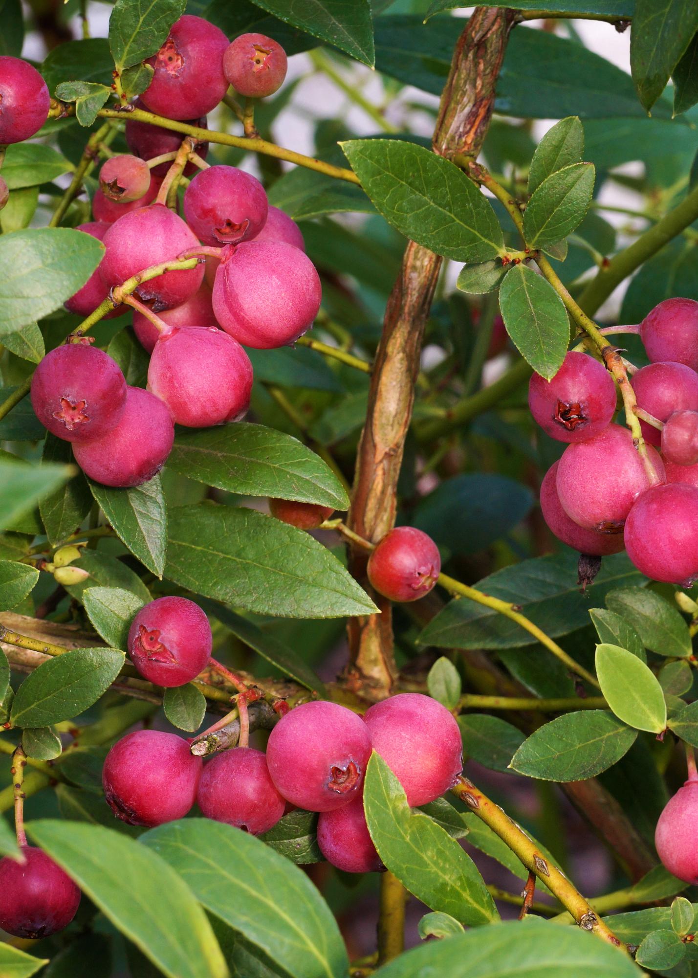 6er-Set Heidelbeerstrauch Vaccinium corymbosum Ø13cm, ca. 45cm hoch