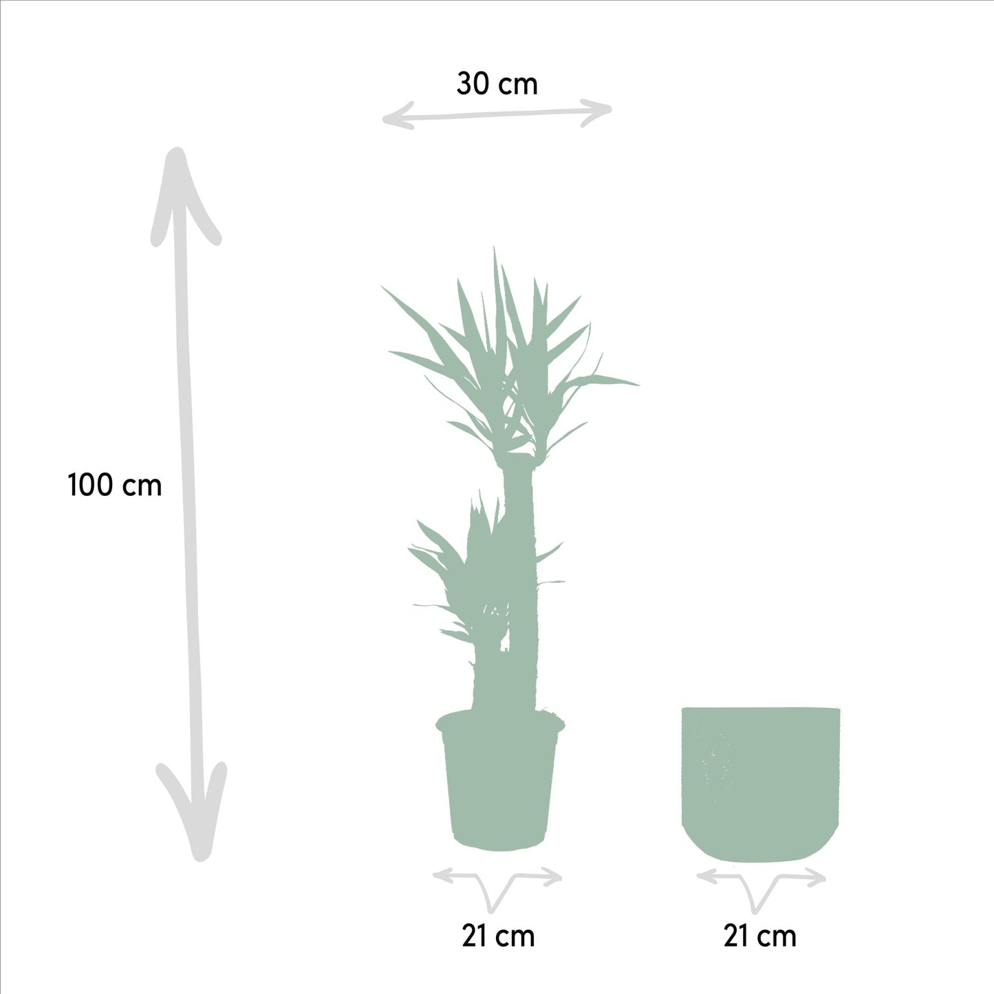 Yucca Palmlilie mit Topf – 100 cm, pflegeleicht & robust