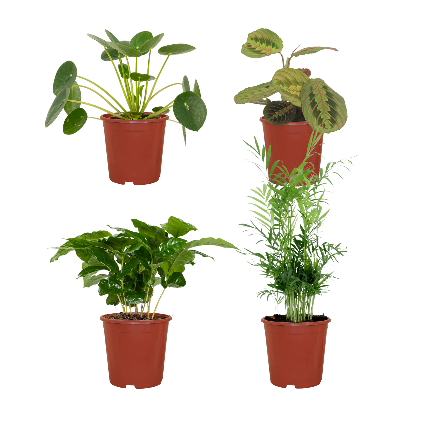 Tierfreundliche Zimmerpflanzen 4er-Set Ø12cm – Pflegeleicht & Modern