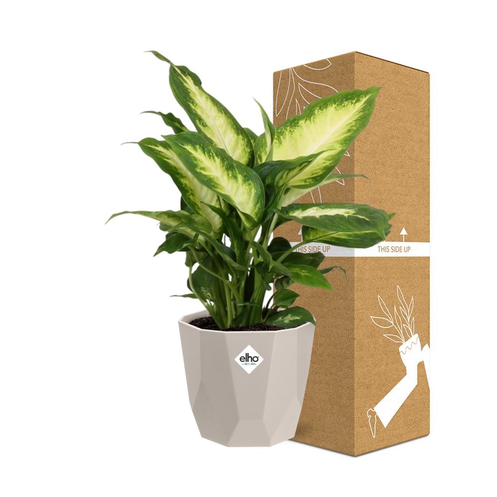 Dieffenbachia ‘Camilla’ – Pflegeleichte Zimmerpflanze im ELHO Topf